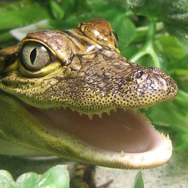 Bristol Swimming with Crocodiles and Lunch Experience for Two